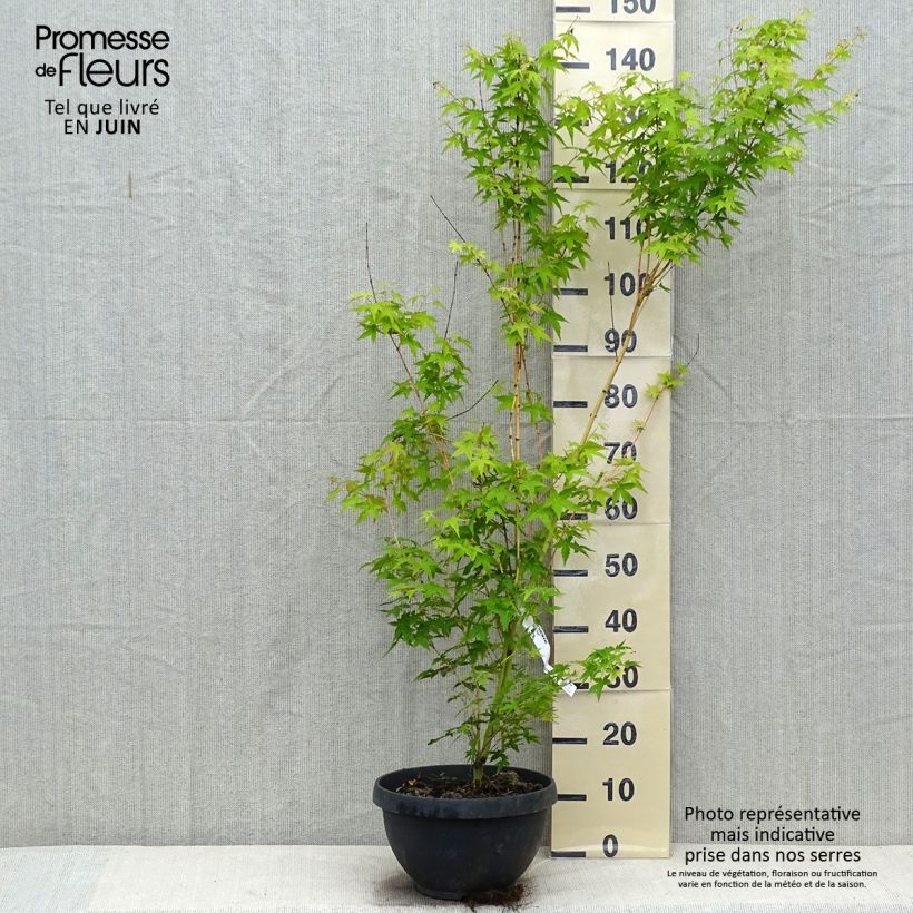 Ejemplar de Arce japonés Bi Hoo - Acer palmatum Maceta 7,5L / 10L entregado en verano