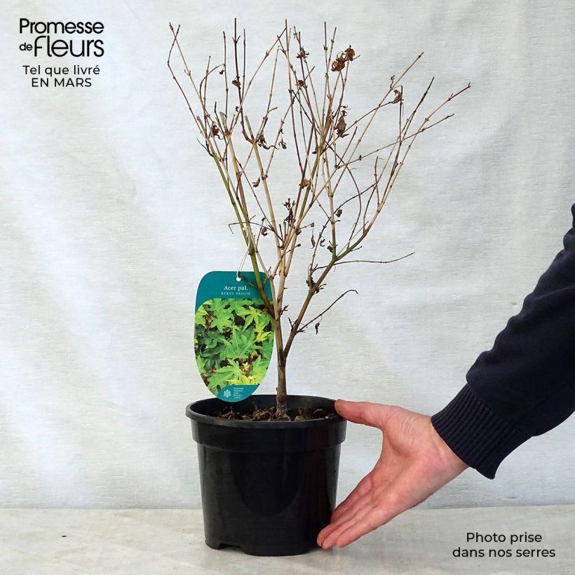 Arce japonés Berry Broom Maceta 2L/3L Ejemplar entregado en la primavera