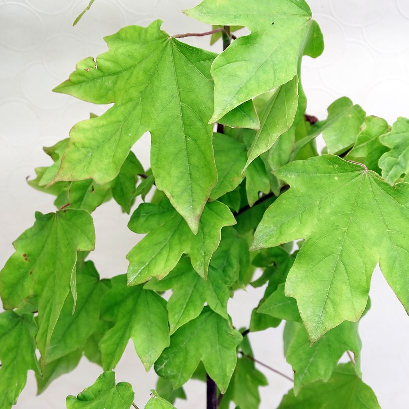 Acer Orientalia (Follaje)