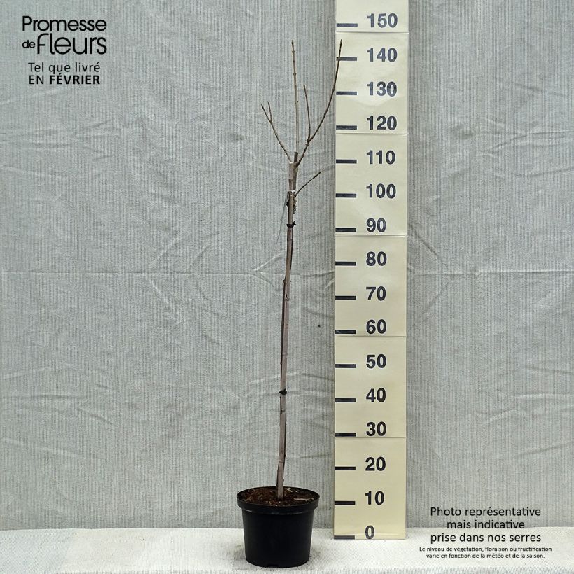 Acer pseudoplatanus Brilliantissimum - Arce blanco Maceta 4L/5L Ejemplar entregado en invierno