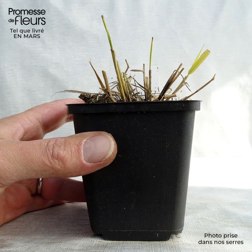 Eragrostis spectabilis Great Plains Maceta de 8/9 cm Ejemplar entregado en invierno