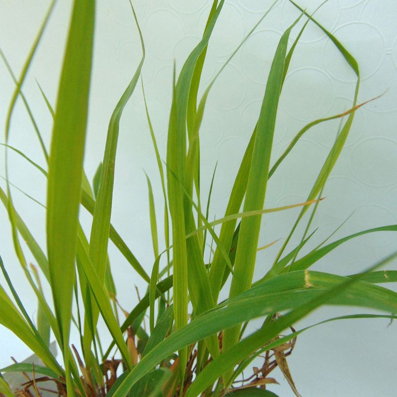 Eragrostis spectabilis - Pasto de plumas (Follaje)