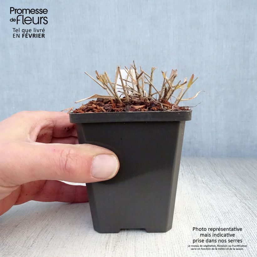 Eragrostis spectabilis - Pasto de plumas Maceta de 8/9 cm Ejemplar entregado en invierno