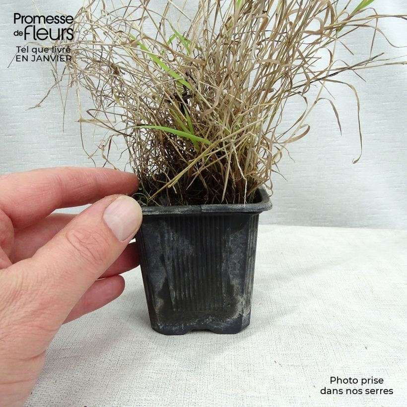 Eragrostis trichodes - Pasto de rabo de zorro Maceta de 8/9 cm Ejemplar entregado en invierno