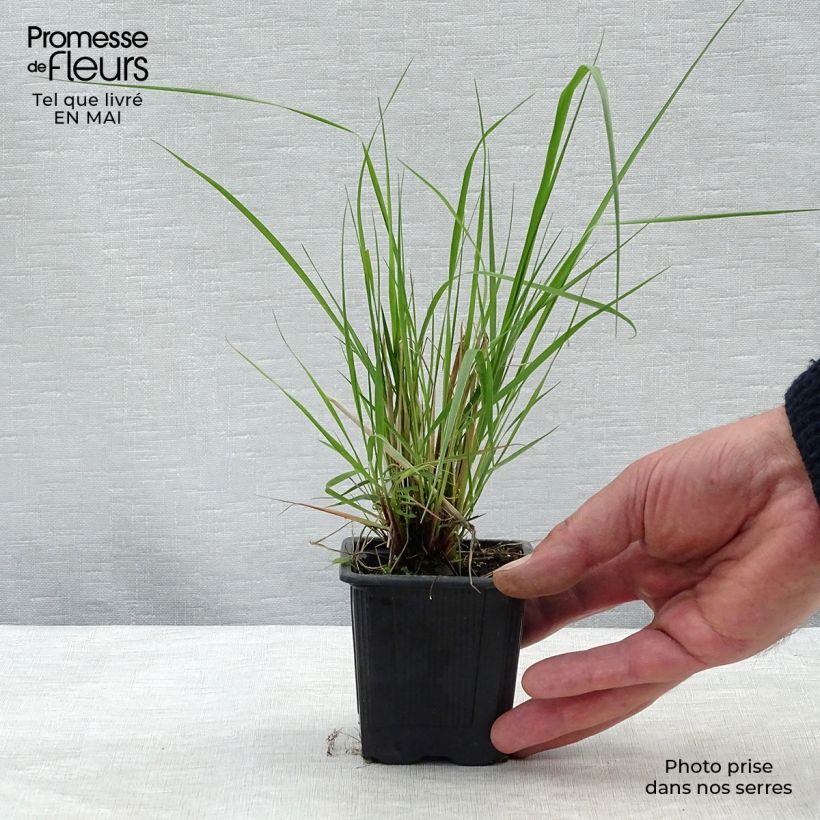 Eragrostis trichodes - Pasto de rabo de zorro Maceta de 8/9 cm Ejemplar entregado en la primavera