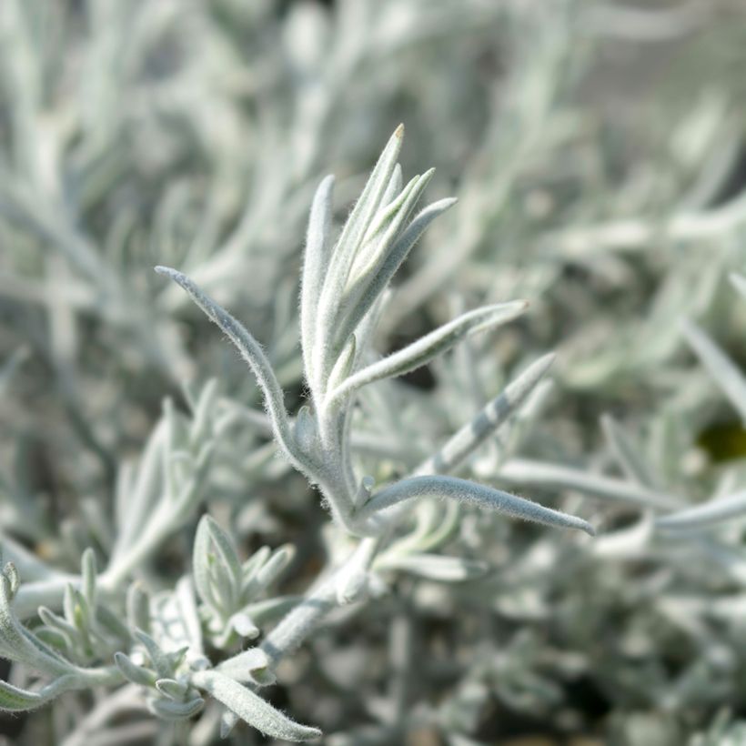 Eremophila caerulea nivea Beryl's Blue (Follaje)