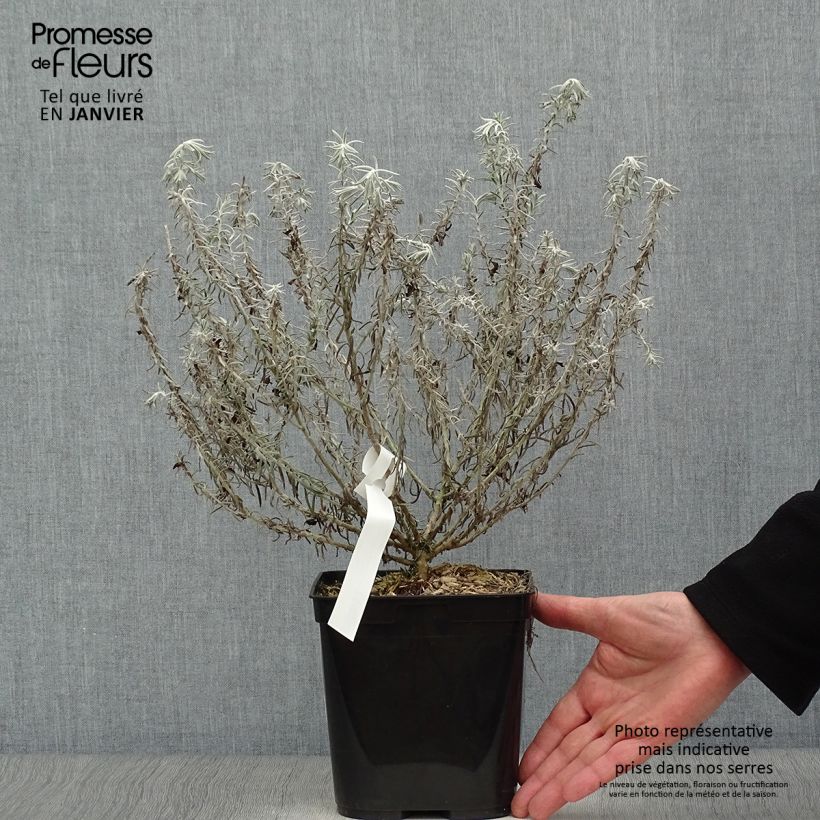 Eremophila caerulea nivea Beryl's Blue Maceta 3L/4L Ejemplar entregado en invierno