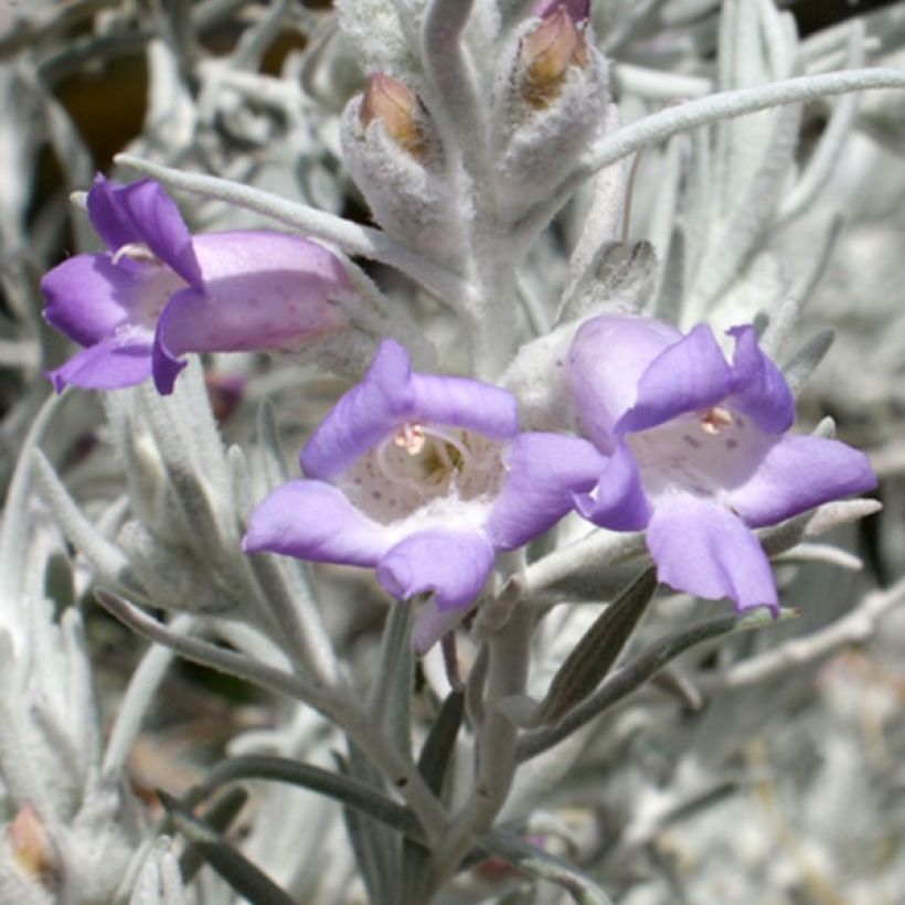 Eremophila nivea (Floración)
