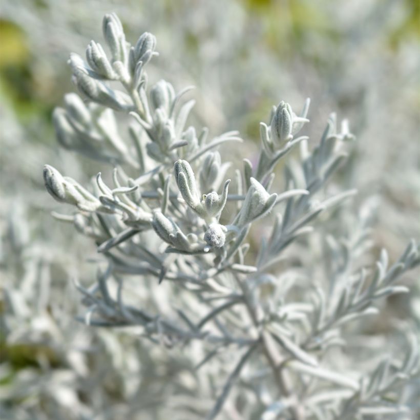 Eremophila nivea (Follaje)