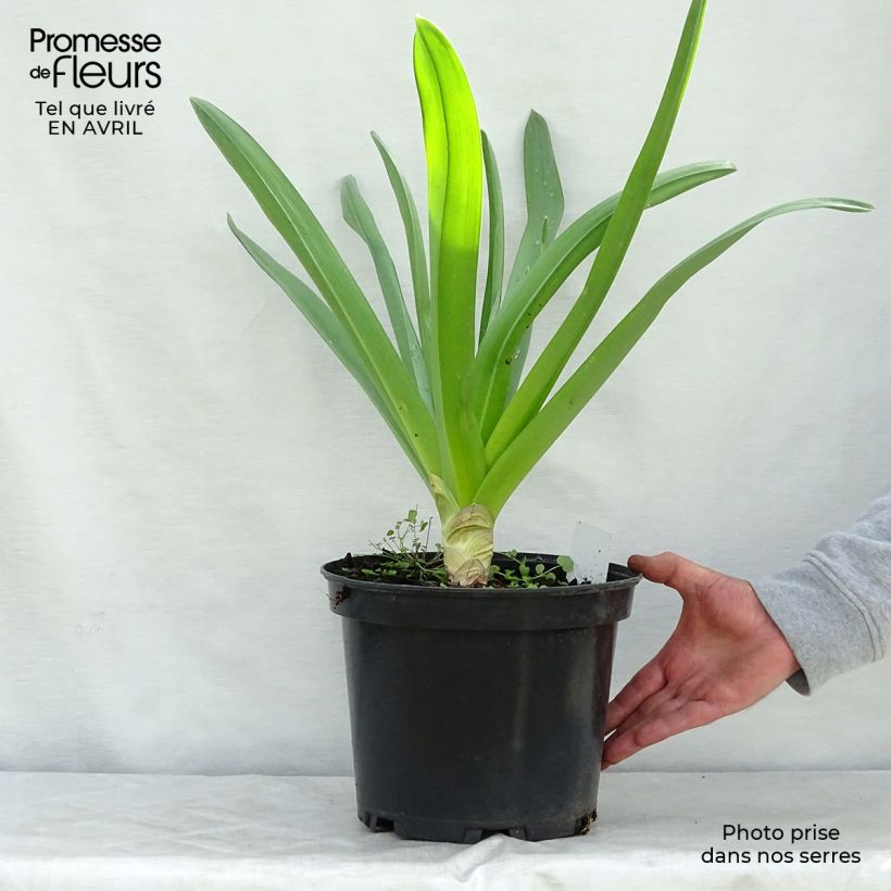 Eremurus himalaïcus - Cola de zorro Maceta 7,5L/10L Ejemplar entregado en la primavera