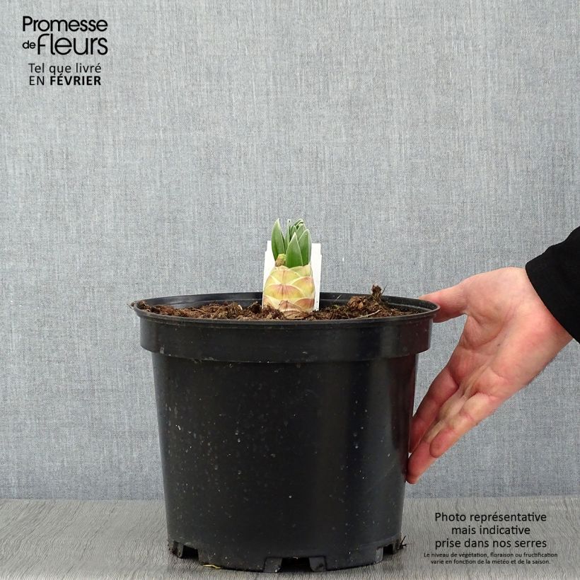 Eremurus himalaïcus - Cola de zorro Maceta 7,5L/10L Ejemplar entregado en invierno