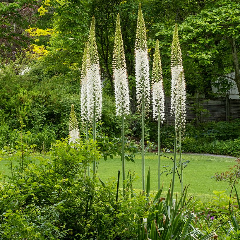 Eremurus himalaïcus - Cola de zorro (Porte)