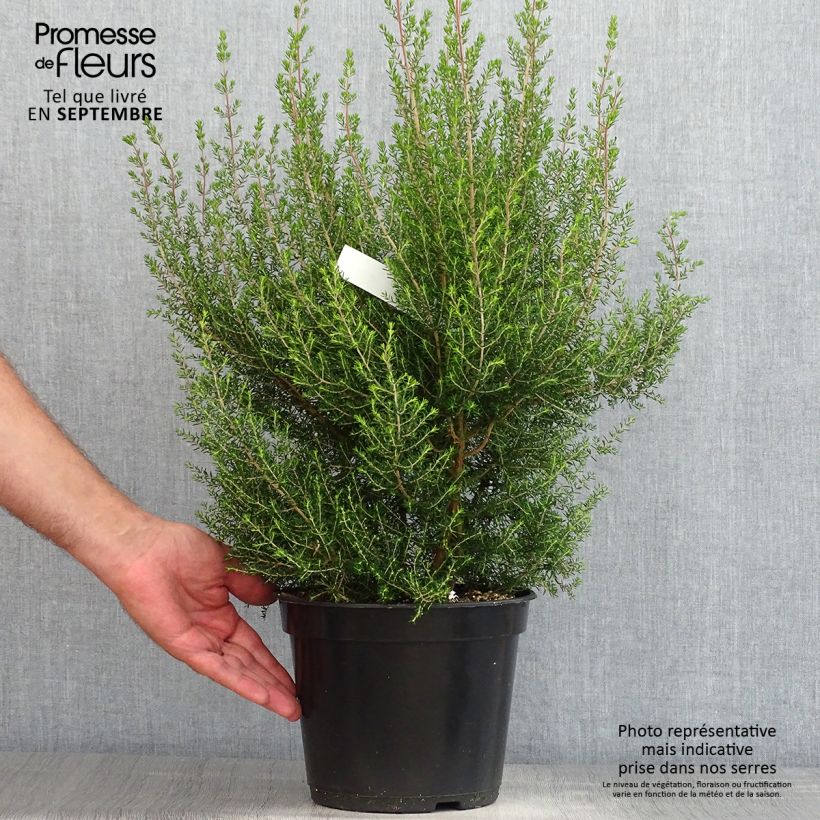 Ejemplar de Erica canaliculata - Brezo de turbera Maceta 4L/5L entregado en verano