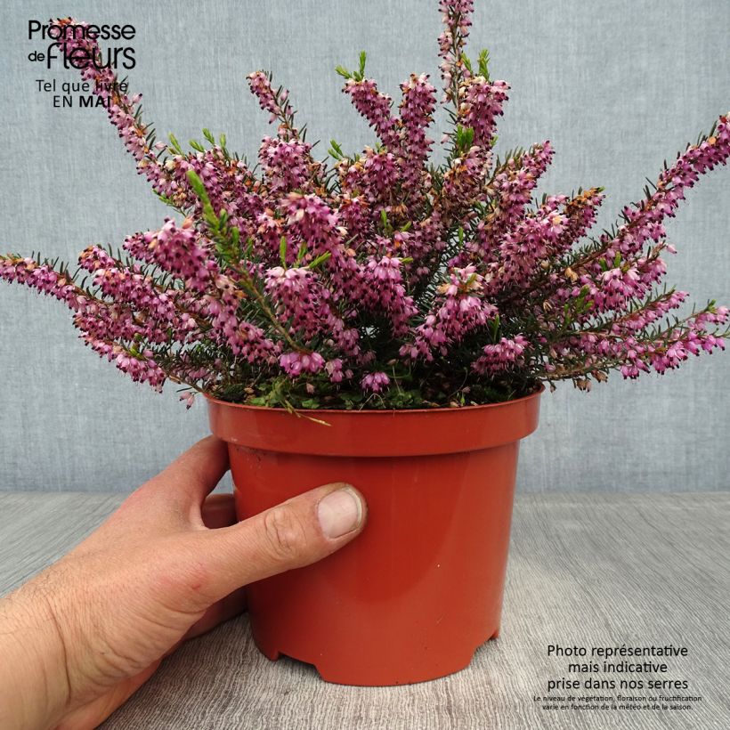 Erica darleyensis Darley Dale - Brezo rosado Maceta 2L/3L Ejemplar entregado en la primavera