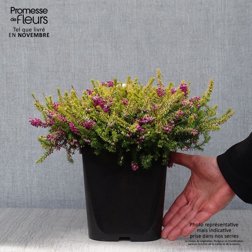 Ejemplar de Erica darleyensis Eva Gold - Brezo rosado Maceta 3L/4L entregado en otoño
