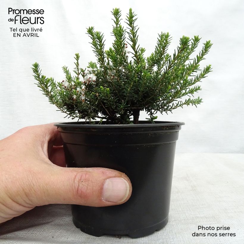 Erica darleyensis White Perfection - Brezo rosado Maceta de 8/9 cm Ejemplar entregado en la primavera