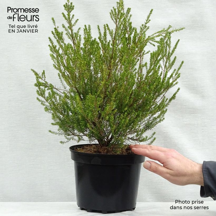Erica mediterranea - Brezo Maceta 3L/4L Ejemplar entregado en invierno