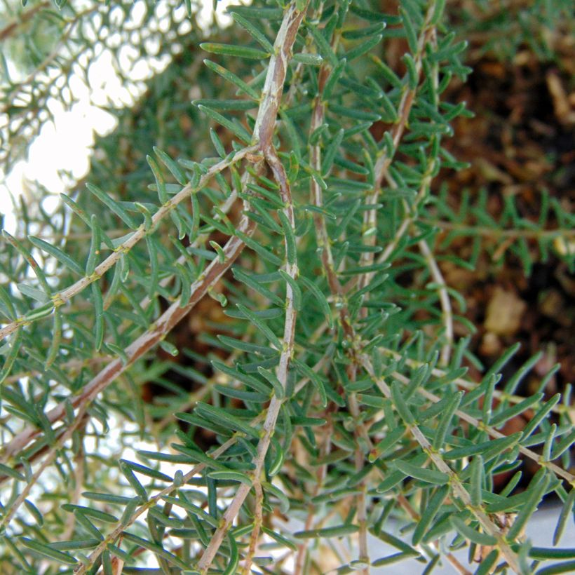 Erica mediterranea - Brezo (Follaje)