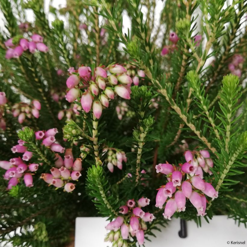 Erica terminalis - Brezo de turbera (Floración)