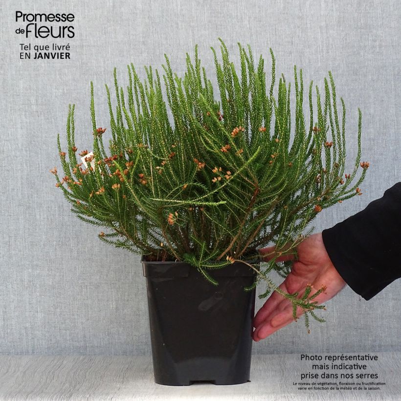 Erica terminalis - Brezo de turbera Maceta 4L/5L Ejemplar entregado en invierno