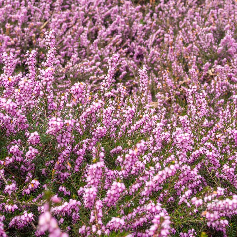Erica terminalis - Brezo de turbera (Porte)