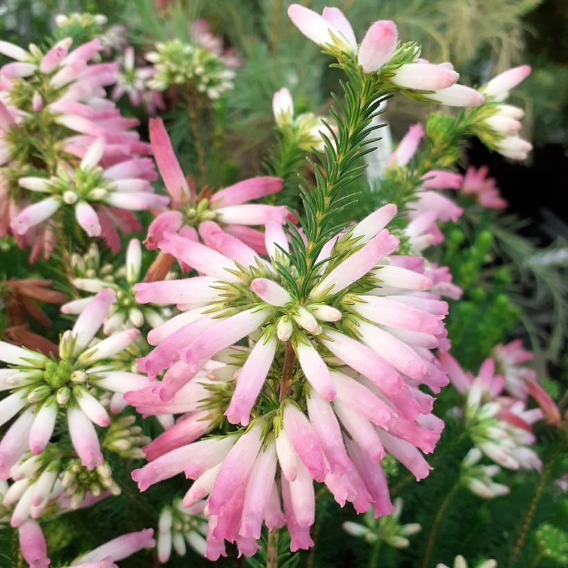 Erica verticillata - Brezo verticilado (Floración)