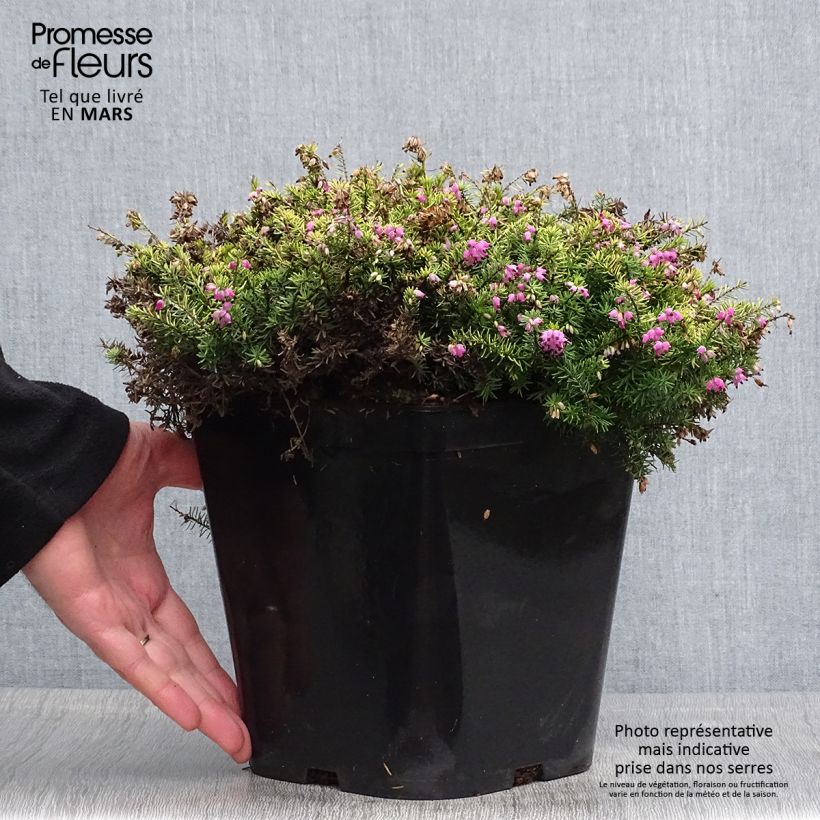 Erica darleyensis Eva Gold - Brezo rosado Maceta 3L/4L Ejemplar entregado en la primavera
