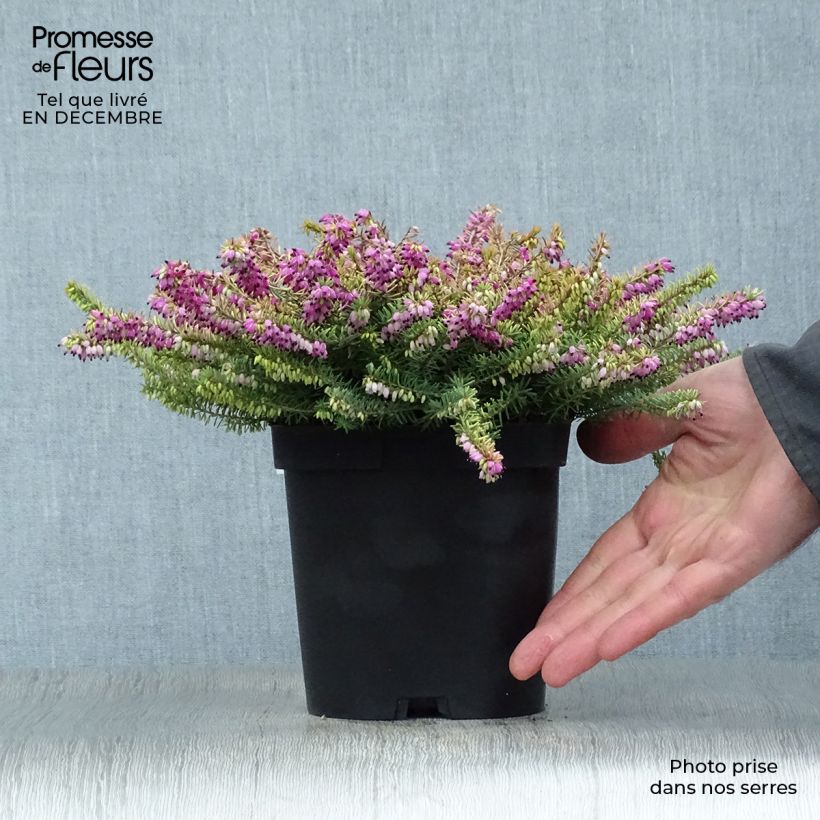 Erica darleyensis Eva Gold - Brezo rosado Maceta 1L/1,5L Ejemplar entregado en invierno