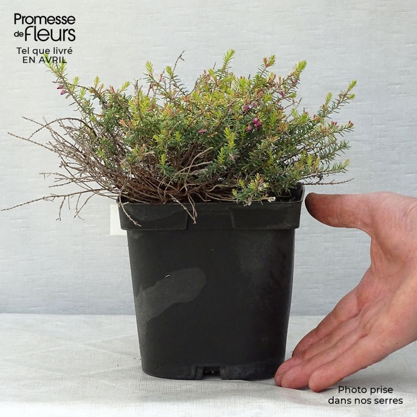 Erica darleyensis Eva Gold - Brezo rosado Maceta 1L/1,5L Ejemplar entregado en la primavera
