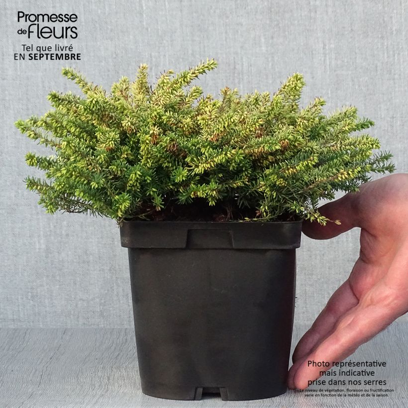 Ejemplar de Erica darleyensis Eva Gold - Brezo rosado Maceta 1L/1,5L entregado en otoño