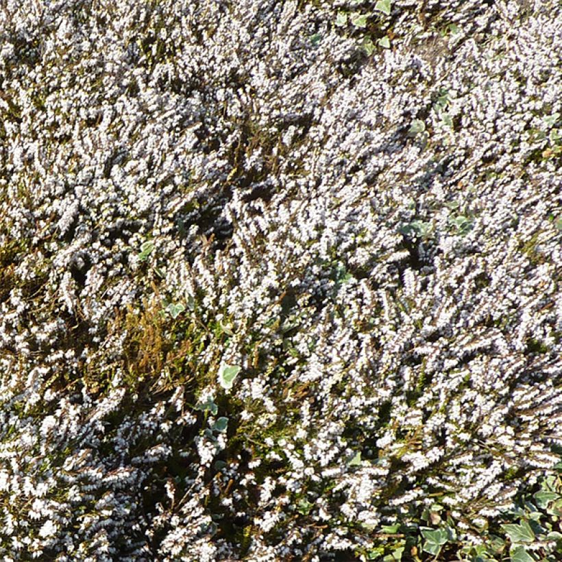 Erica darleyensis Silberschmelze - Brezo rosado (Floración)