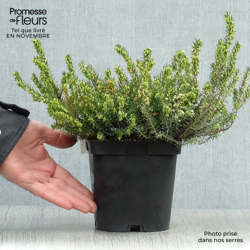 Ejemplar de Erica darleyensis Spring Surprise - Brezo rosado Maceta 2L/3L entregado en otoño