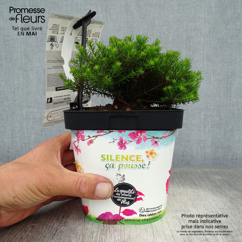 Erica darleyensis Spring Surprise - Brezo rosado Maceta 2L/3L Ejemplar entregado en la primavera