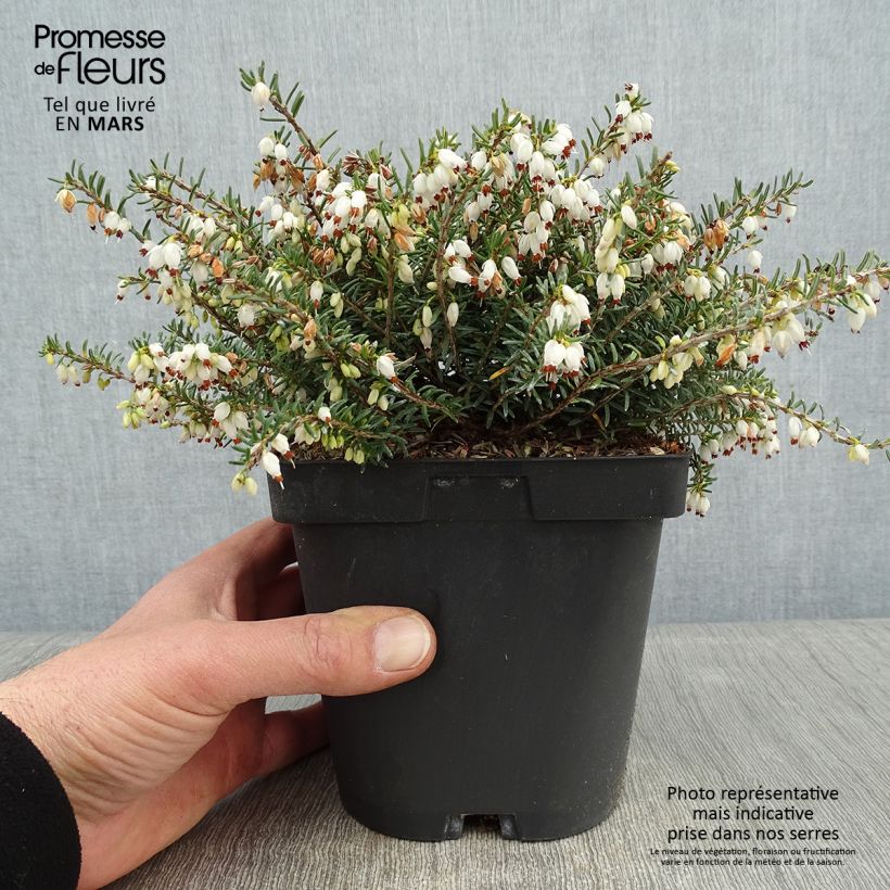Erica darleyensis Winter Belles Katia - Brezo rosado Maceta 2L/3L Ejemplar entregado en invierno