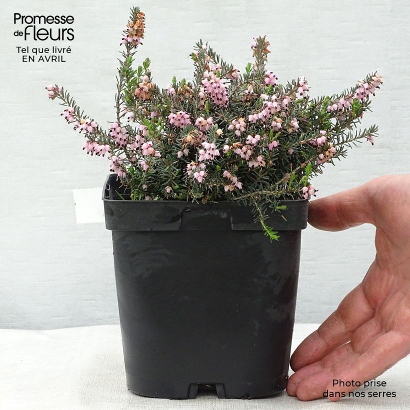 Erica darleyensis Winter Belles Phoebe - Brezo rosado Maceta 2L/3L Ejemplar entregado en la primavera