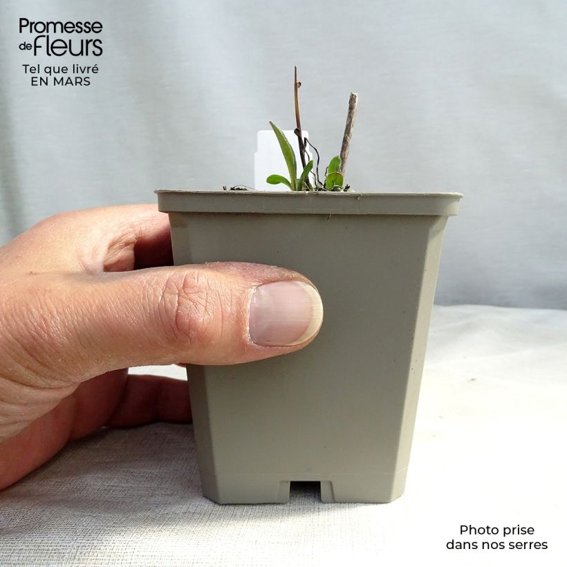 Erigeron speciosus Azure Beauty - Margarita de Oregón Maceta de 8/9 cm Ejemplar entregado en la primavera