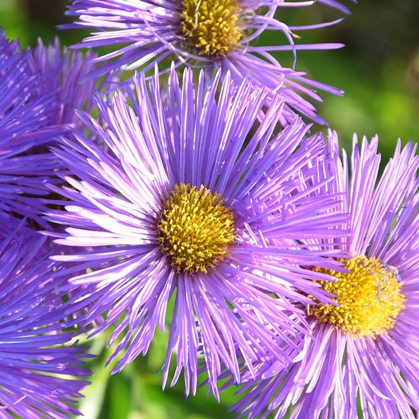 Erigeron Dignity - Margarita (Floración)