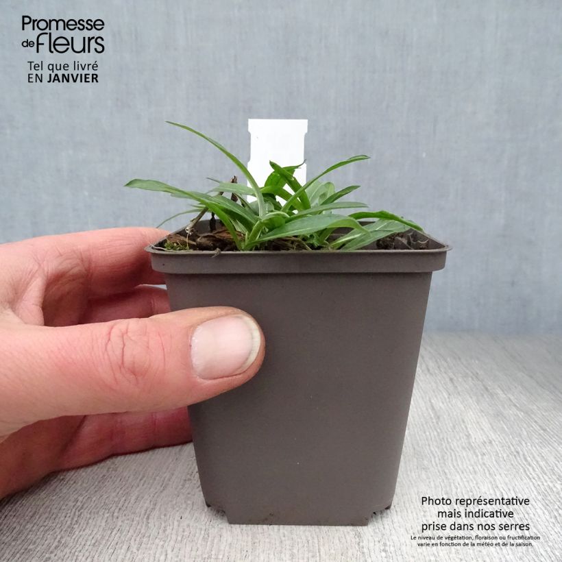 Erigeron Dunkelste Aller - Margarita Maceta de 8/9 cm Ejemplar entregado en invierno