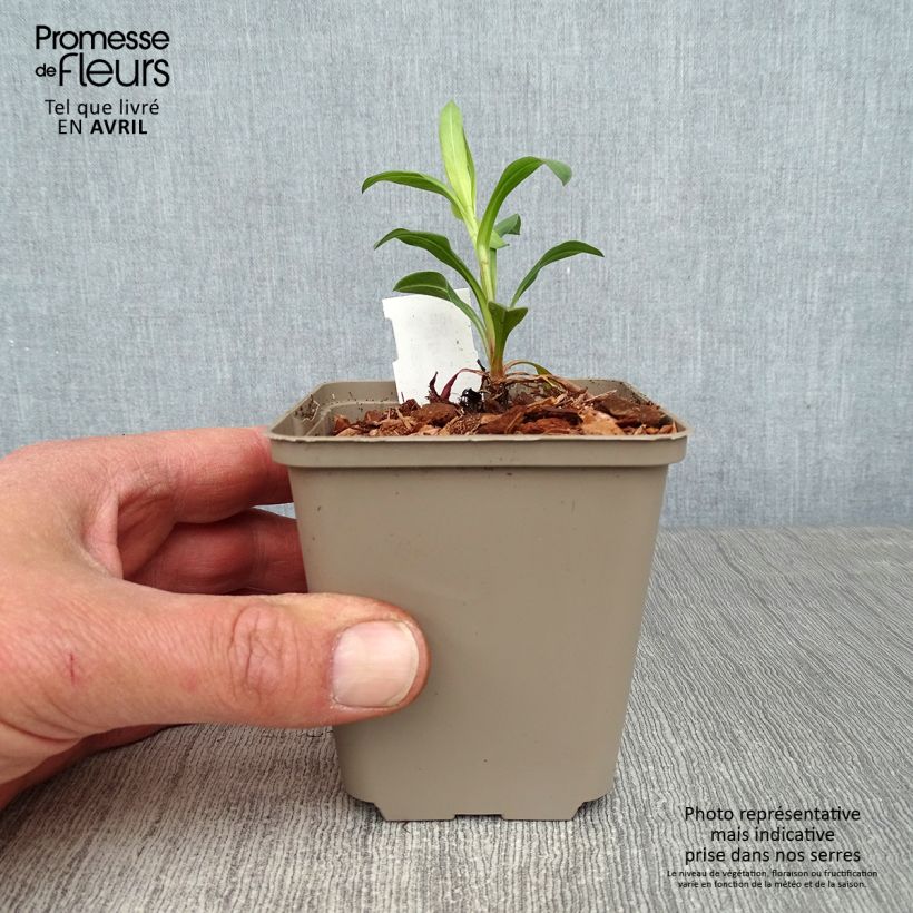 Erigeron Foersters Liebling - Margarita Maceta de 8/9 cm Ejemplar entregado en la primavera