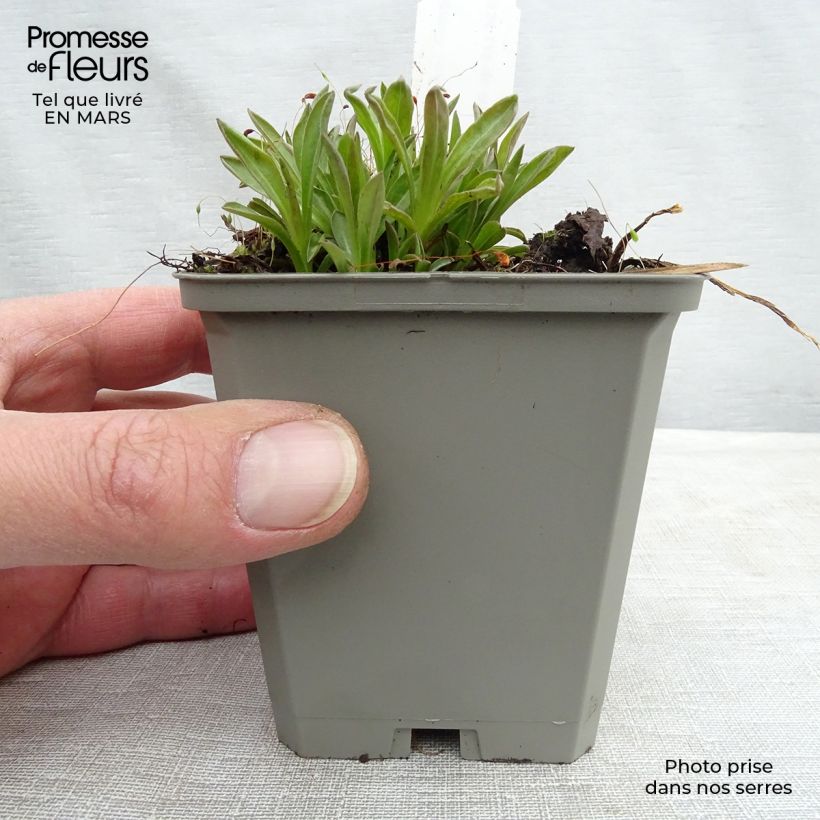 Erigeron Foersters Liebling - Margarita Maceta de 8/9 cm Ejemplar entregado en invierno