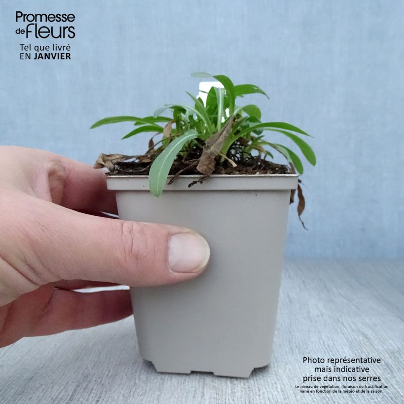 Erigeron Professor Korodi - Margarita Maceta de 8/9 cm Ejemplar entregado en invierno