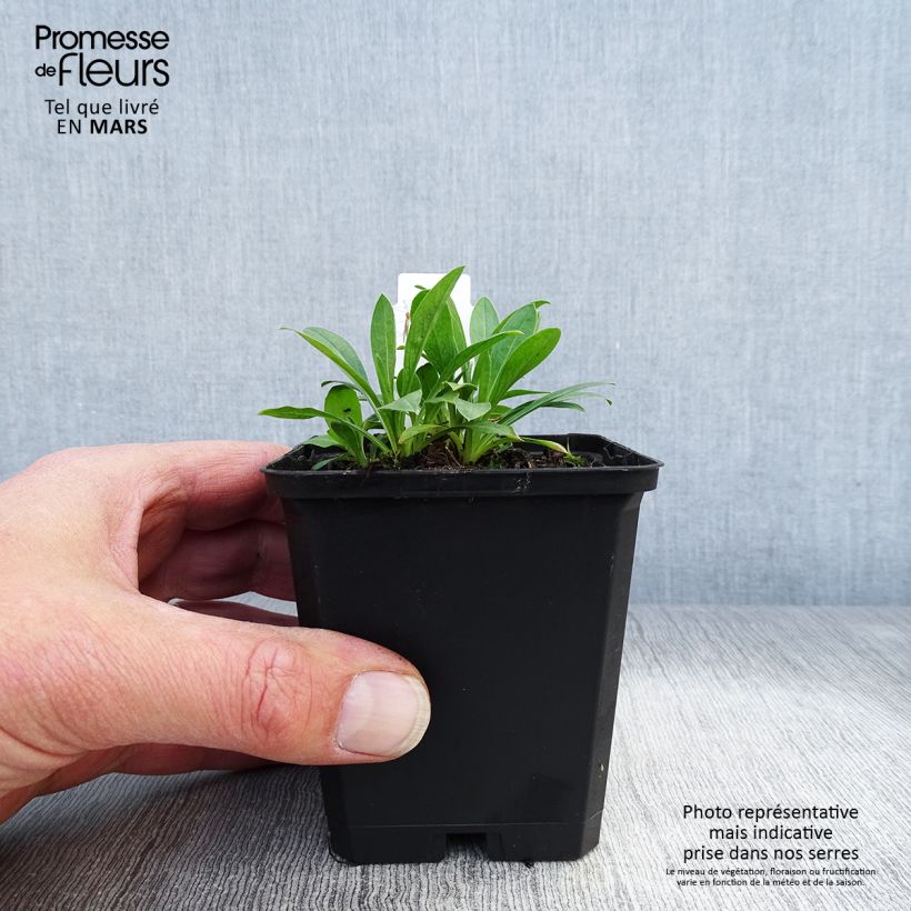 Erigeron Professor Korodi - Margarita Maceta de 8/9 cm Ejemplar entregado en la primavera