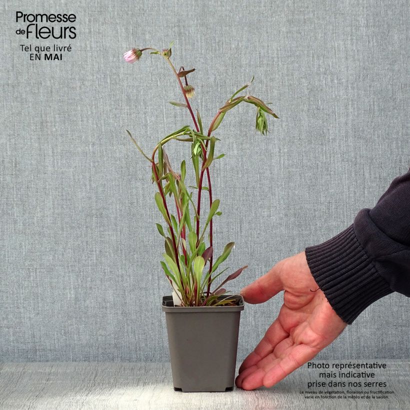 Erigeron Quakeress - Margarita Maceta de 8/9 cm Ejemplar entregado en la primavera