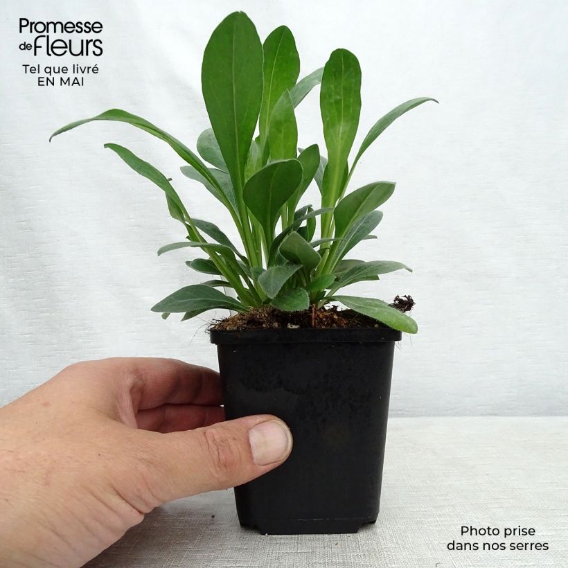 Erigeron speciosus Rosa Jewel - Margarita de Oregón Maceta de 8/9 cm Ejemplar entregado en la primavera