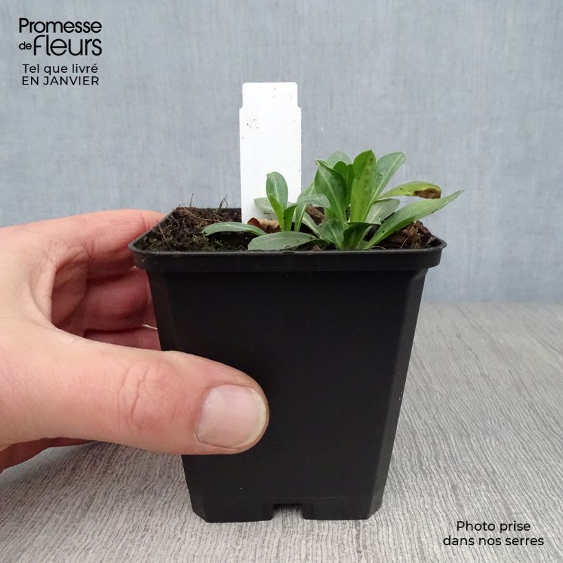 Erigeron speciosus Rosa Jewel - Margarita de Oregón Maceta de 8/9 cm Ejemplar entregado en invierno