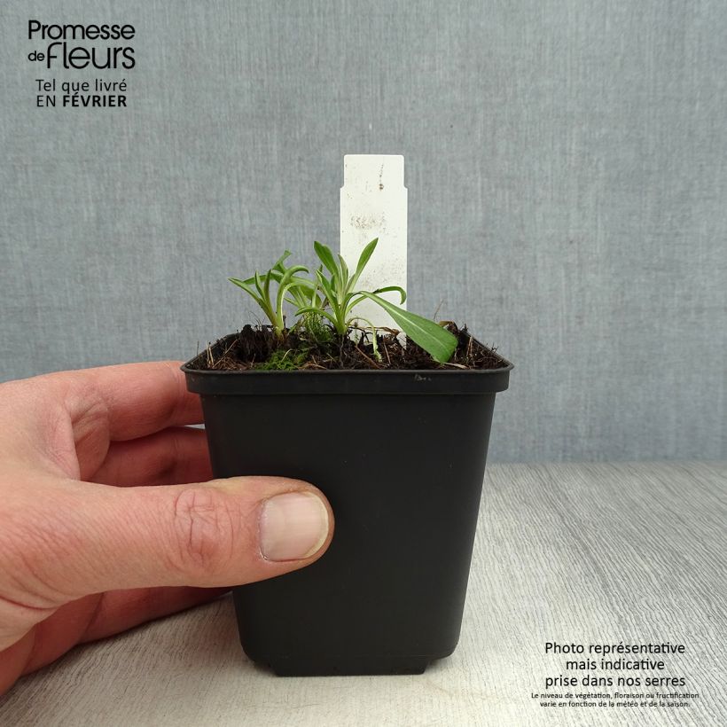 Erigeron Rosa Triumph - Margarita Maceta de 8/9 cm Ejemplar entregado en invierno