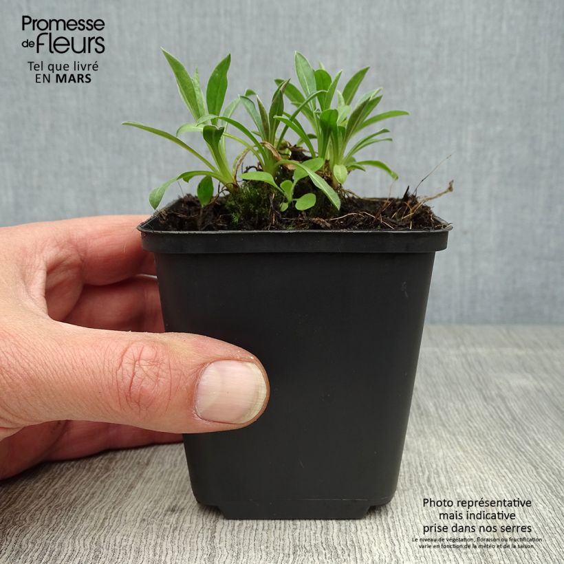 Erigeron Rosa Triumph - Margarita Maceta de 8/9 cm Ejemplar entregado en la primavera