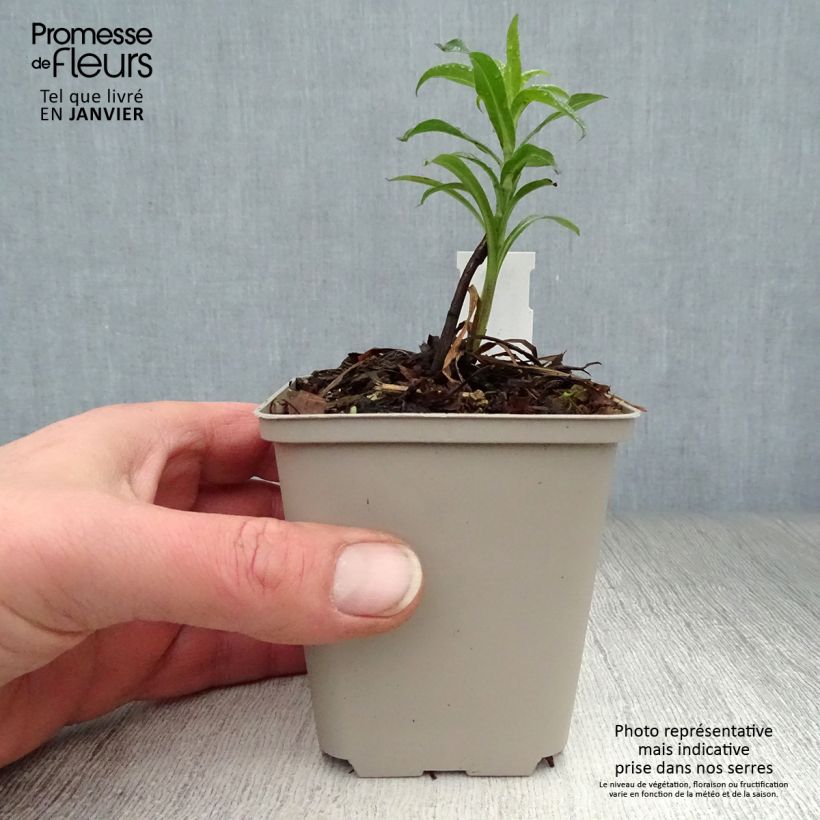 Erigeron Schwarzes Meer - Margarita Maceta de 8/9 cm Ejemplar entregado en invierno