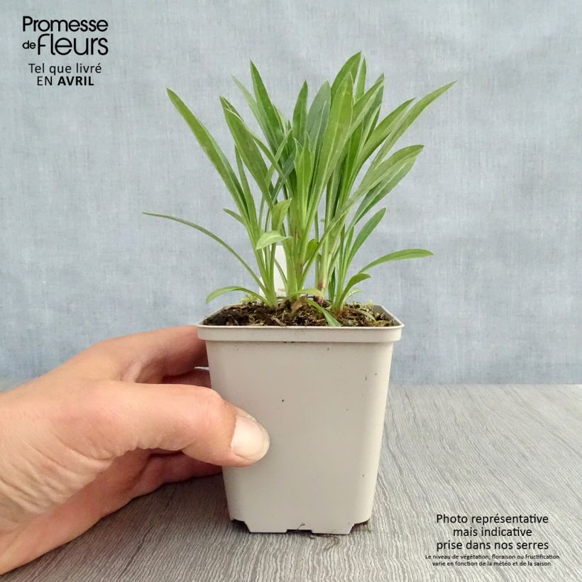 Erigeron Schwarzes Meer - Margarita Maceta de 8/9 cm Ejemplar entregado en la primavera