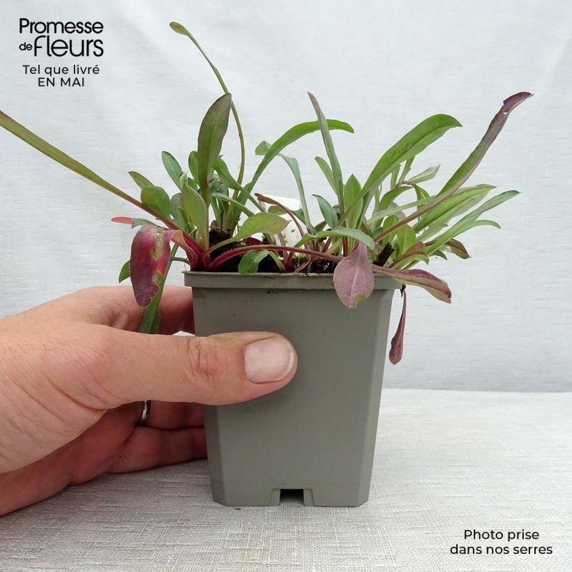 Erigeron speciosus Sommerneuschnee - Margarita de Oregón Maceta de 8/9 cm Ejemplar entregado en la primavera